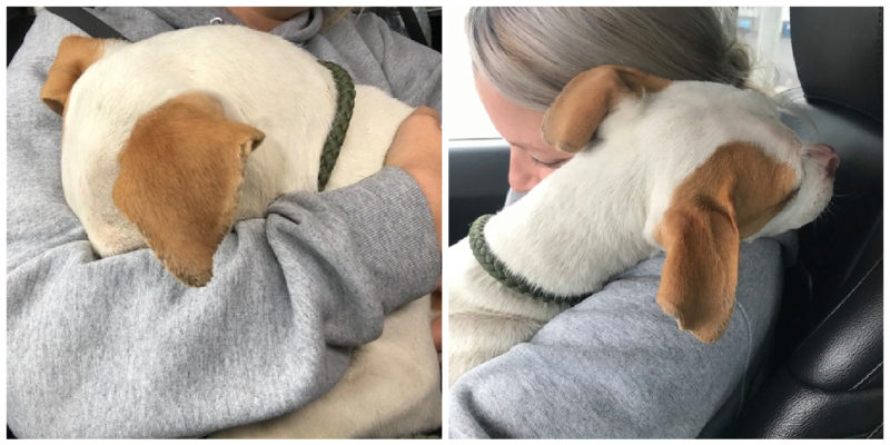  A little dog that had been tortured and abandoned is so relieved to be saved that he buries his face in the arms of the savior.