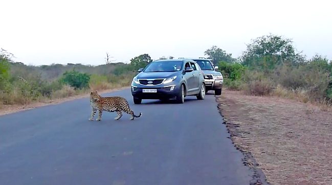  In South Africa, this adorable mother leopard teaches one of her befuddled cubs how to cross the road.