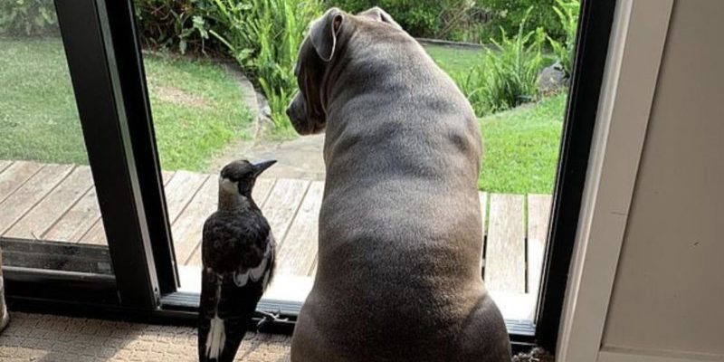  Molly, a rescued magpie, learns to bark in order to communicate with her best buddy, a Staffordshire Terrier.
