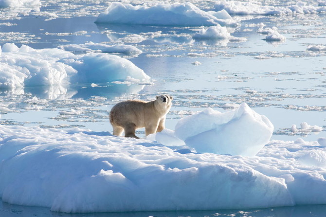  The new population of polar bears found in Greenland