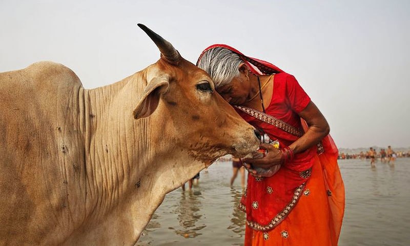  An ambulance for cows opened in India