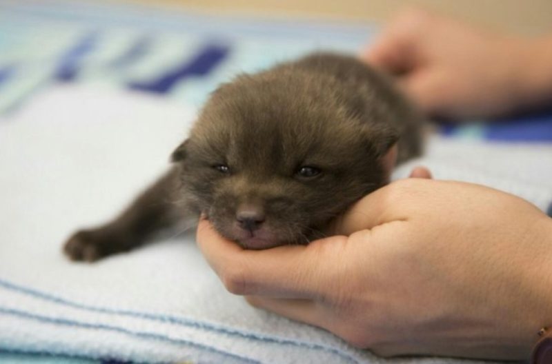  The little puppy turned out to be a fox cub