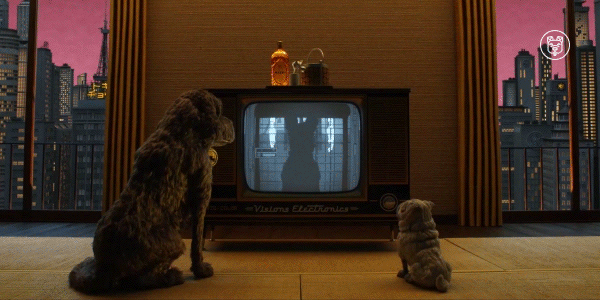  How do cats and dogs watch TV?