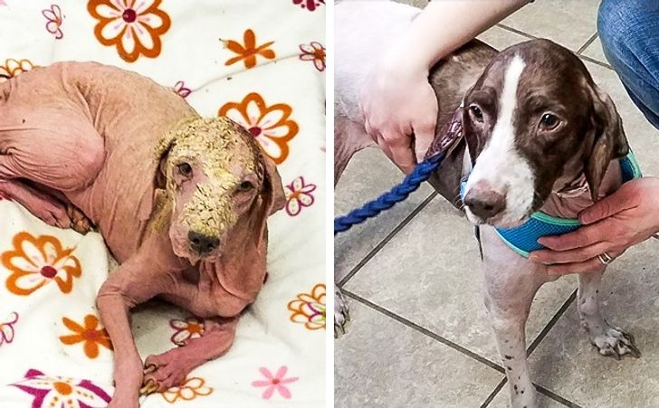  The strong dog named Kelly sunburnt in Utah desert, yet survived and recovered