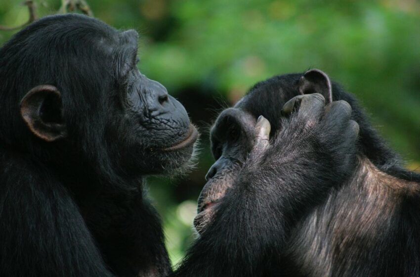  Primates have found advanced speech to communicate with their fellow creatures.