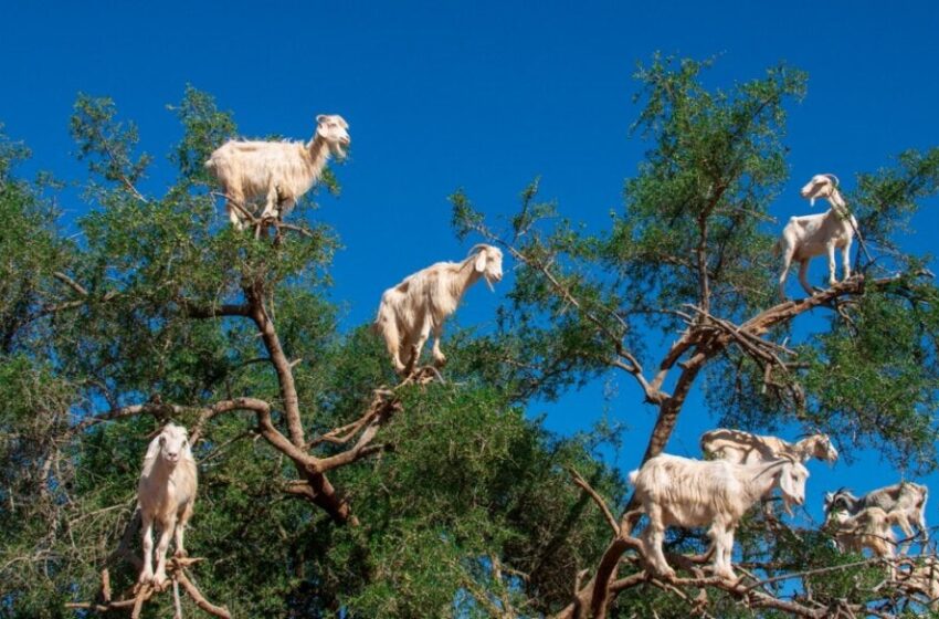  Why do goats climb trees in Morocco and how do farmers make money from it?