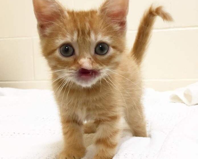  The kitten without a nose was thrown away like garbage, but then he was lucky to meet good people