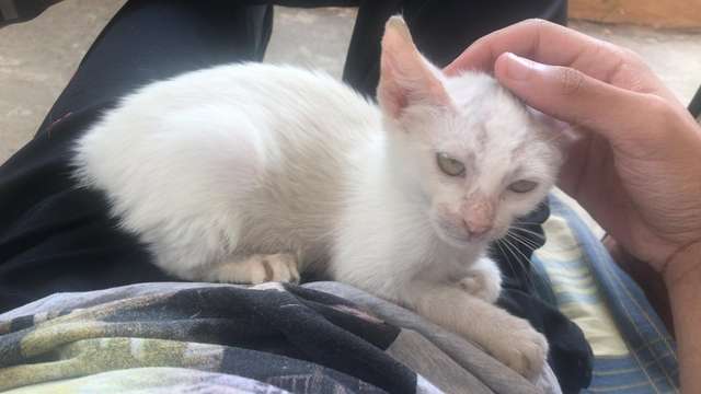  Man takes a nap outside and wakes up with a homeless kitten sleeping on his stomach