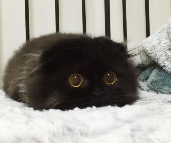  Gimo: An Adorable Kitten With Really Big Eyes