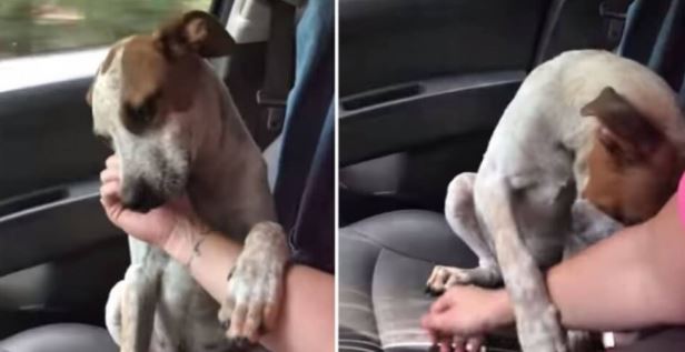  The dog could not stop expressing gratitude to the woman who had saved him