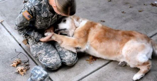  Elderly Dog Weeps With Joy When She Sees Her Best Friend Returning From The Army