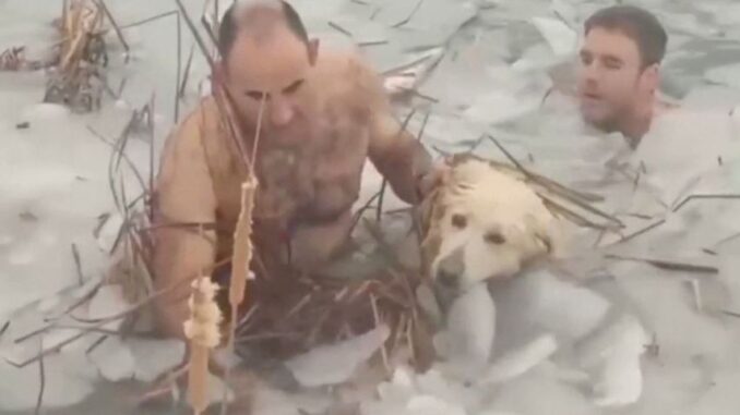  Brave Officers Swim Through Freezing, Icy Waters To Save Trapped Dog