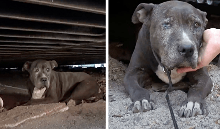  She Spent 9 Lonely Years At A Junkyard By Herself After Her Owner Left Her Behind