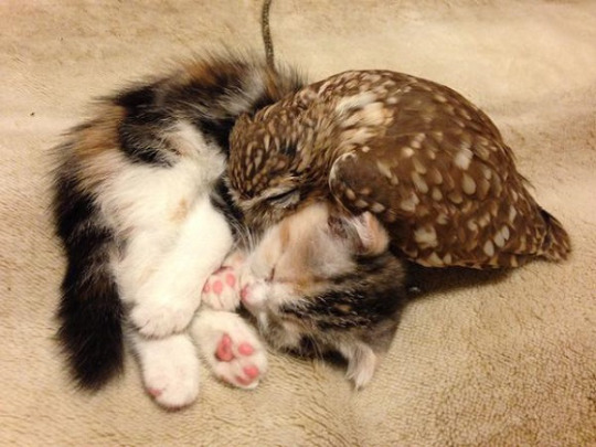  A kitten and an owl met in a cafe and became inseparable