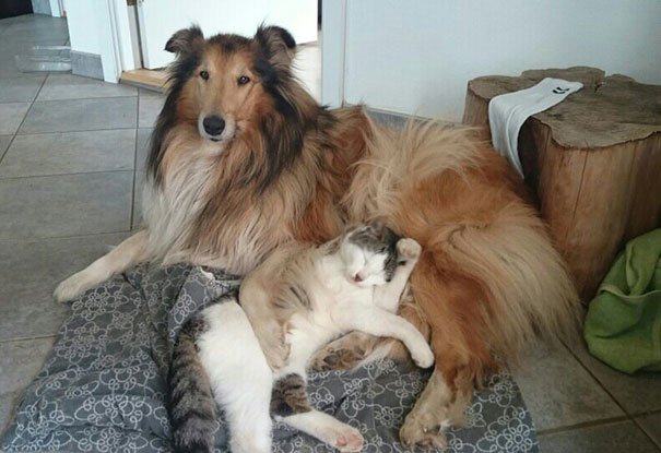  Cat and dog became inseparable