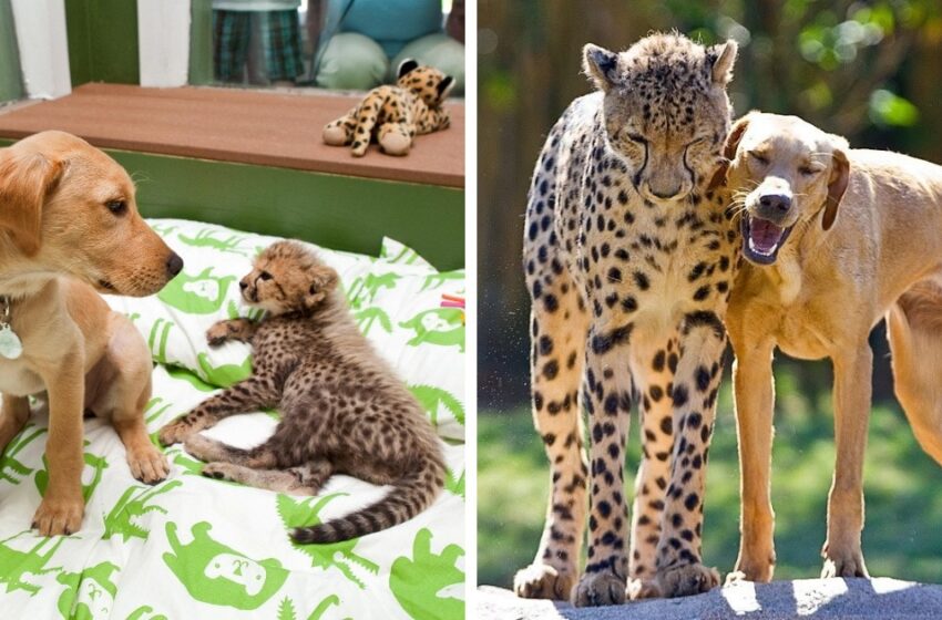  Cheetah Cub Tavi Becomes Best Friends With Labrador