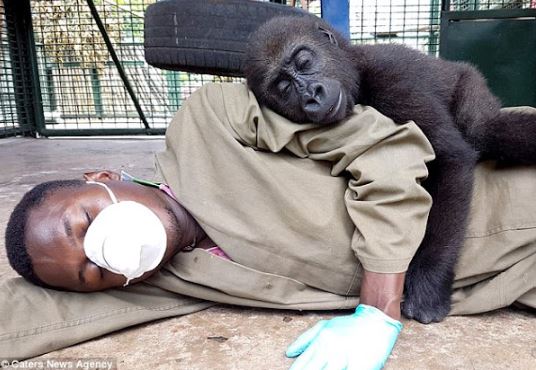  Orphaned Gorilla Demands To Be Cuddled By His Carer After Being Rescued