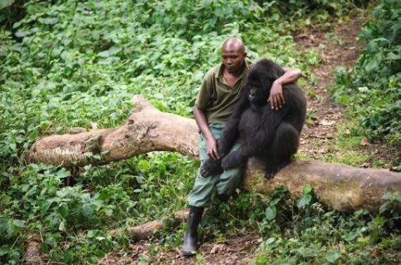 Man Comforts Gorilla Who Just Lost His Mom