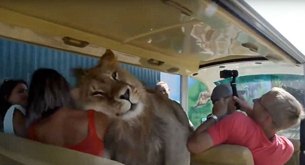  Lion climbed onto bus full of people seeking cuddles and attention