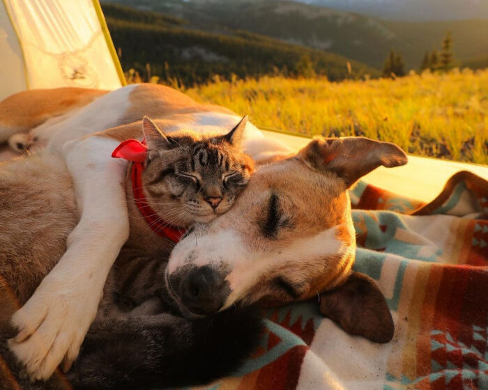  Henry and Baloo:Dog And Cat Become Travel Besties And Take Adventures Together