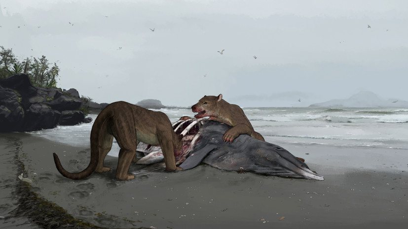  Scientists have discovered a new species of extinct bear dogs