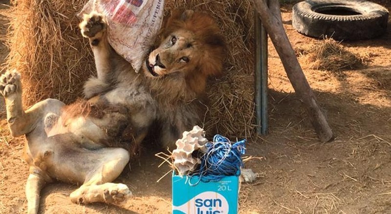  The Rescued Lion Was Fascinated When He Was Given An Easter Present