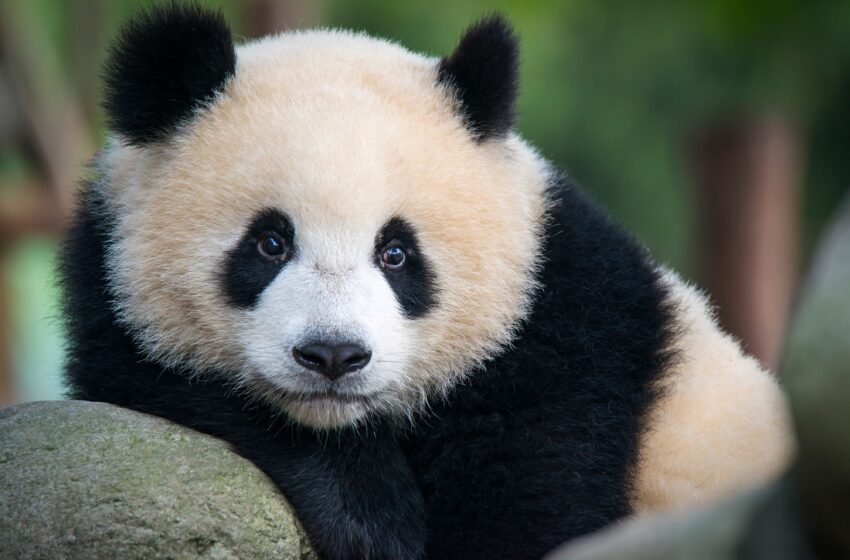  Interesting facts about pandas
