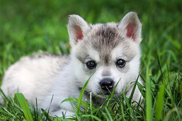  Cute klee-kai – miniature huskies living in Alaska