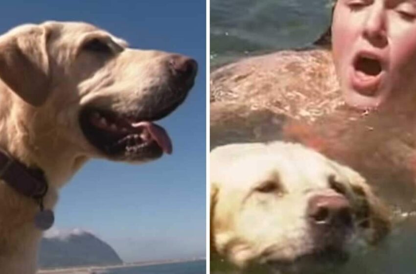  Blind Dog Saves Drowning Girl After Hearing Her Screaming For Help