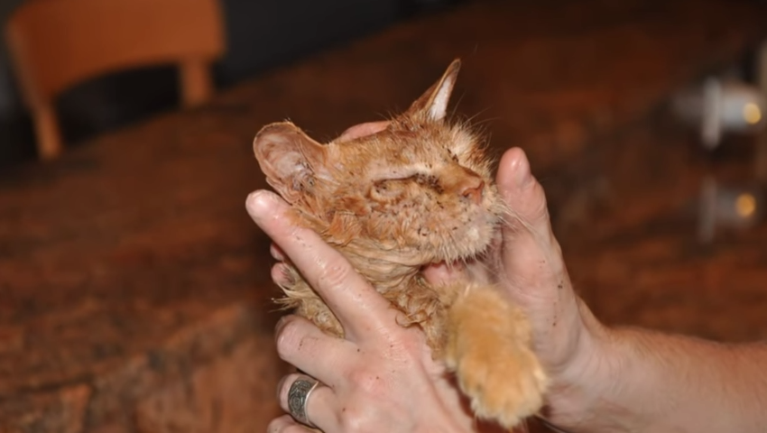  Cat rescued after being forced to live in tiny bird cage