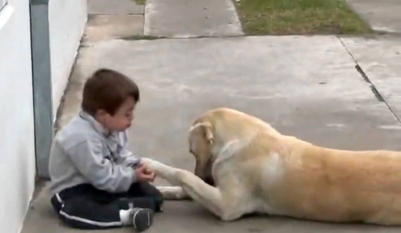  Dog befriends little boy with Down syndrome