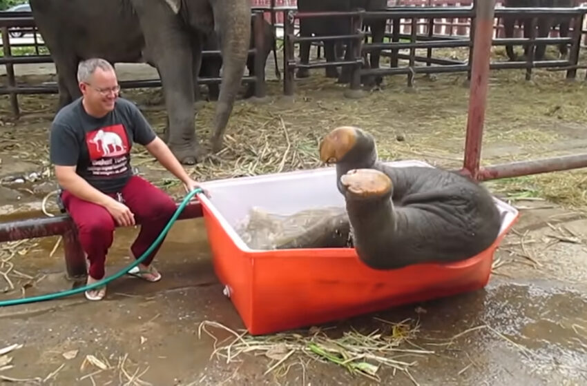  Struggling In The Bathtub Is Fun For Baby Elephant