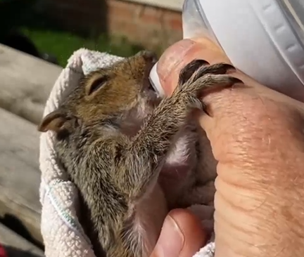  A man rescued and fed a little baby squirrel