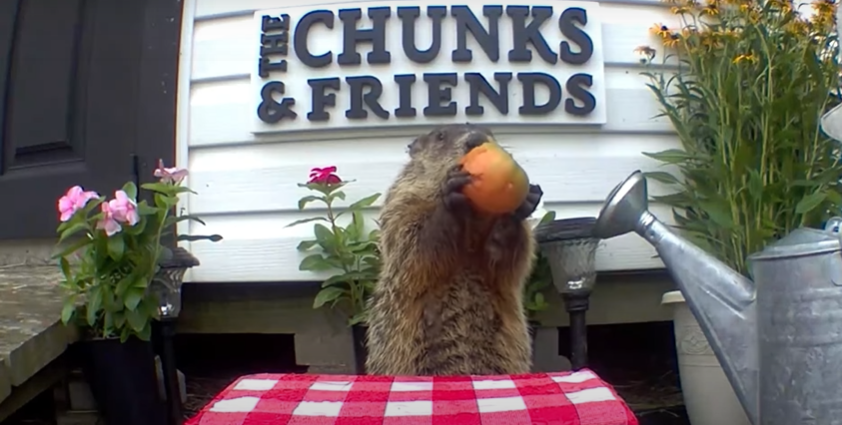 A Groundhog Was Destroying Farmer’s Crop, But The Man Found Way To Stop It