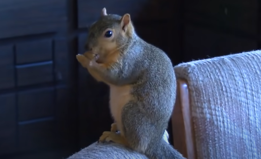  Pet Squirrel Chased Away The Burglar Who Had Broken Into The House
