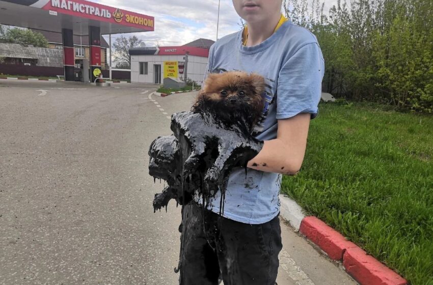  Schoolchildren Rescued A Dog Trapped In A Puddle Of Fuel Oil