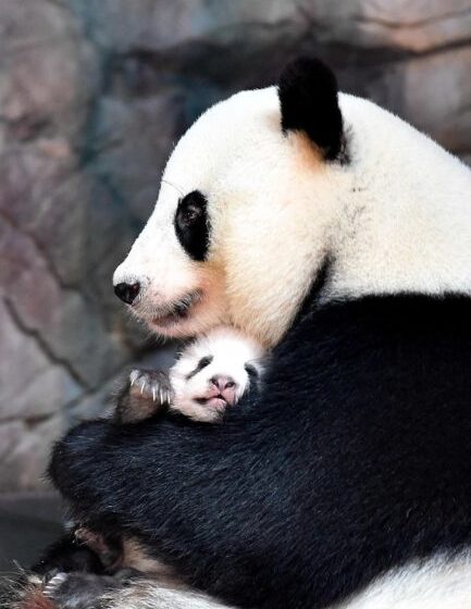  Mama panda helps her cub get adjusted to his new world.