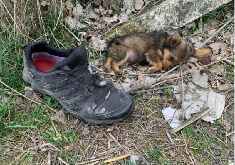  A homeless puppy living in a shoe was rescued and adopted