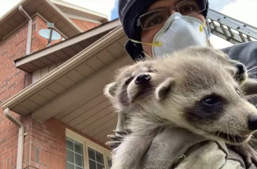  Baby Racoons Were Rescued and Reunited With Their Mom