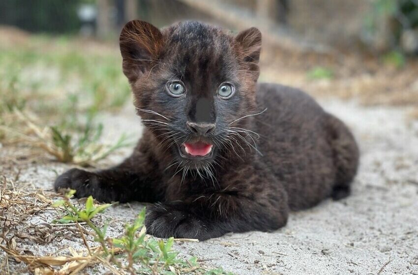  Meet Lovely Rare Black Panther Named Misha