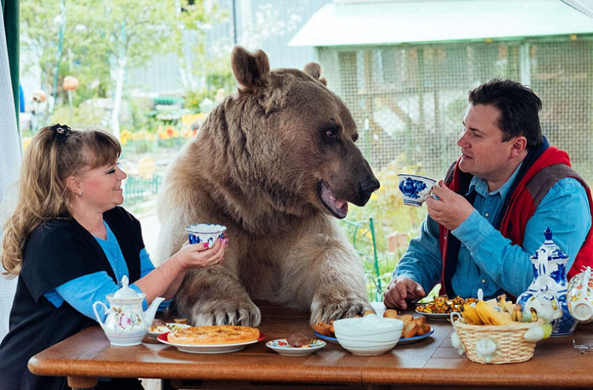  Russian Couple Adopted An Orphaned Bear 23 Years Ago, And They Still Live Together