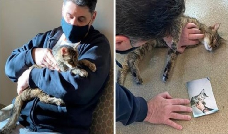  After 15 Years Of Separation The Owner Miraculously Found Nis Tabby