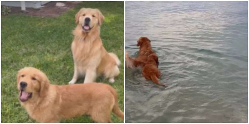  The Dog Taught His Little Brother How To Swim