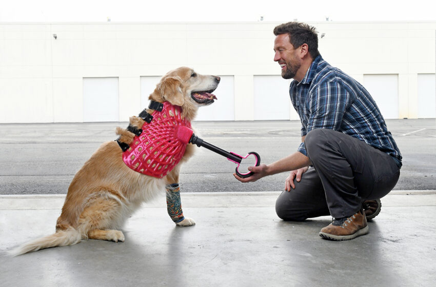  The man who helped thousands of animals to walk again