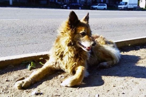  The Faithful Dog Waited Five Years For The Return Of The Deceased Owner