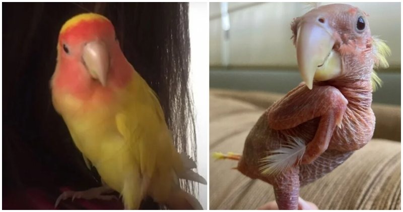  When The Parrot Turned A Year Old, He Started Going Bald