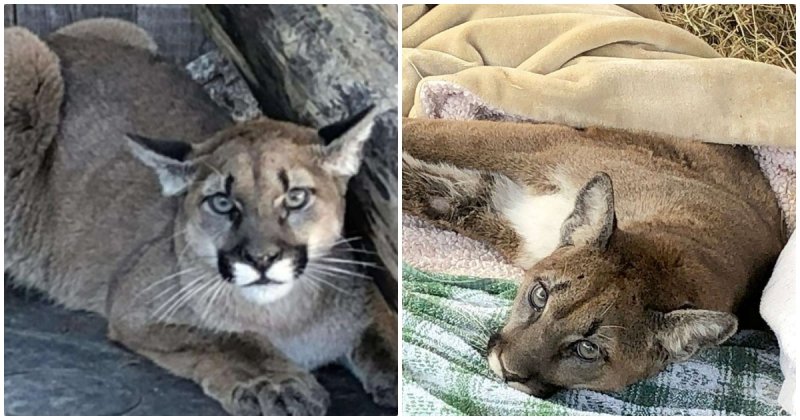  The Weakened Puma Could Barely Stand On Her Paws, And So Turned To Humans For Help