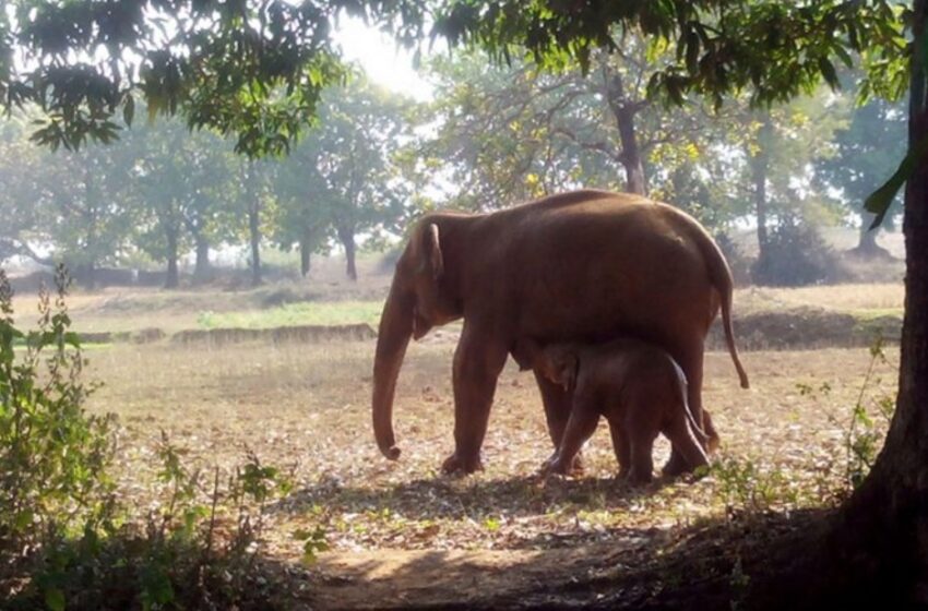  Elephant Mom Fought For 11 Hours To Pull Her Baby Free From Muddy Well
