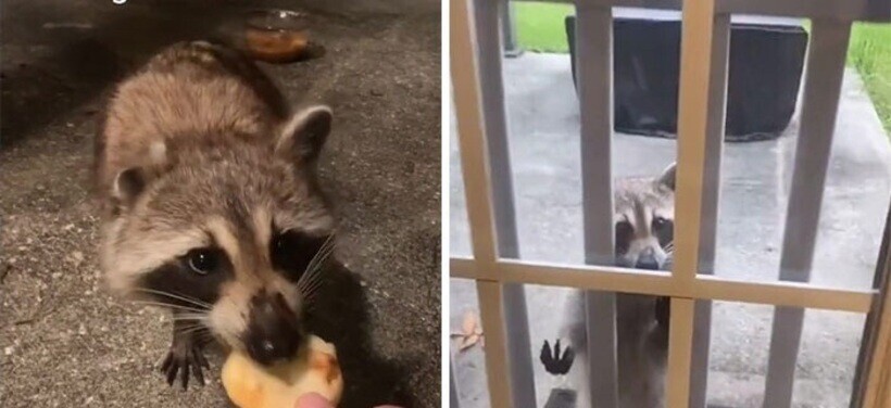  The Wild Raccoon Began Come To The Woman For Food, And Then She Brought Her Cubs