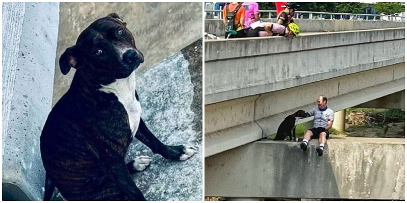  Cyclists Rescue Dog Stranded on Bridge Support Beam